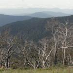 yrtleford - Avventura con il 4x4 sul mt. buffalo national park.